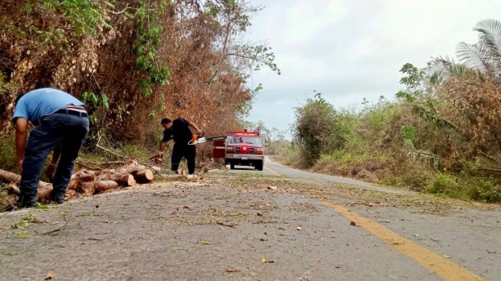 Retiran bomberos del estado árbol que obstruyera la vialidad en la carretera Tepic – San Blas